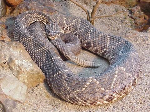  Crotalus durissus ID = 