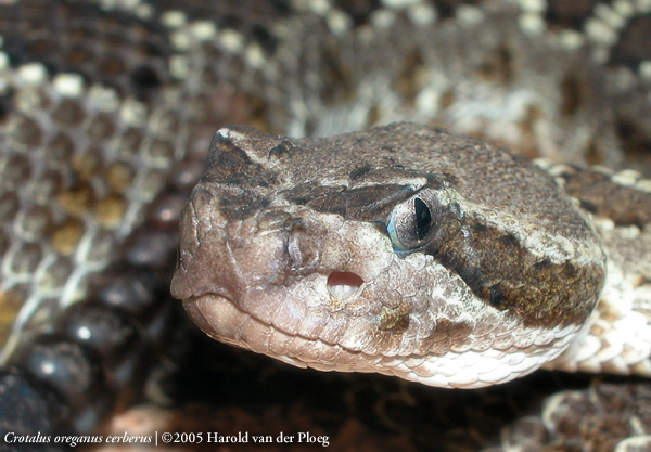  Crotalus oreganus cerberus ID = 