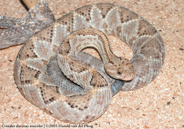  Crotalus durissus ID = 