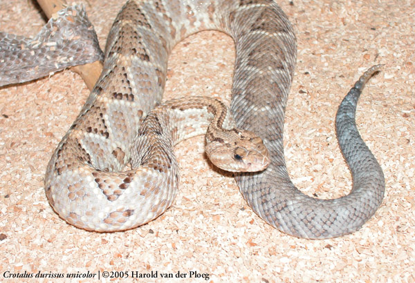  Crotalus durissus ID = 