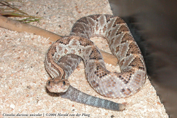  Crotalus durissus ID = 