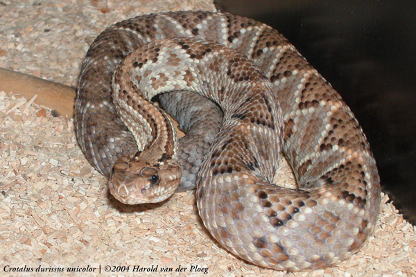  Crotalus durissus ID = 