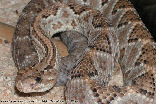  Crotalus durissus ID = 