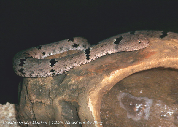  Crotalus lepidus klauberi ID = 