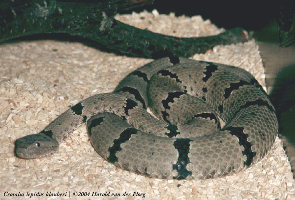  Crotalus lepidus klauberi ID = 