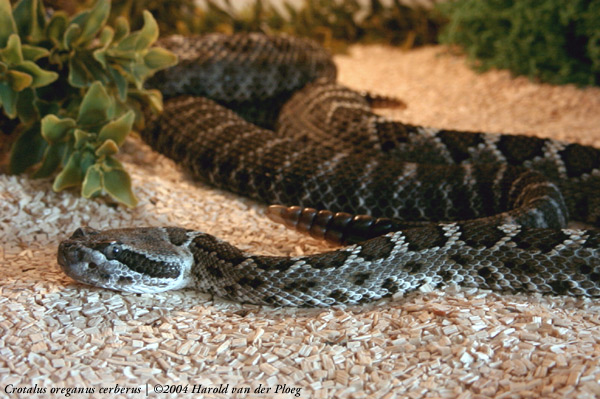  crotalus oreganus cerberus ID = 