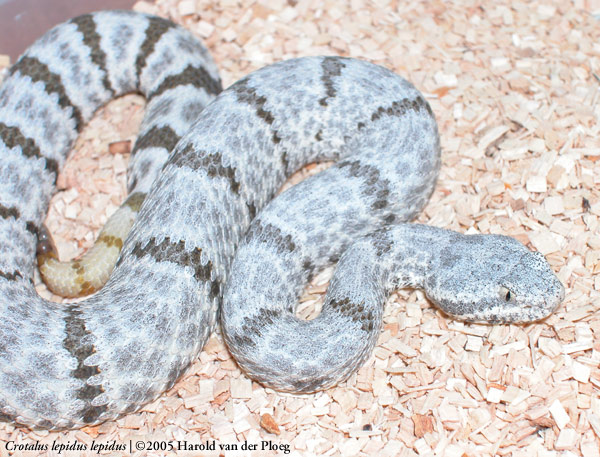  Crotalus lepidus lepidus ID = 