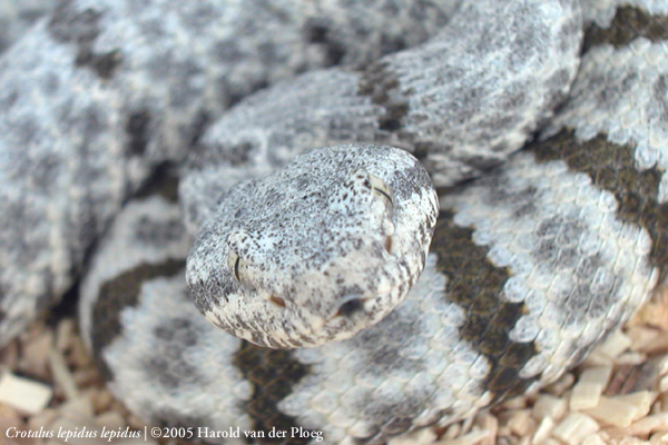  Crotalus lepidus lepidus ID = 