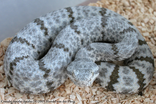  Crotalus lepidus lepidus ID = 