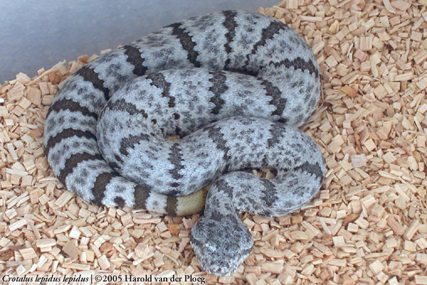  Crotalus lepidus lepidus ID = 