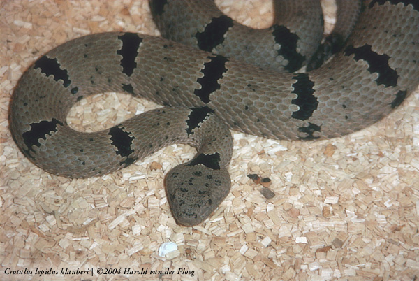  Crotalus lepidus klauberi ID = 