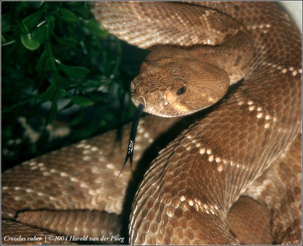  Crotalus ruberi ID = 