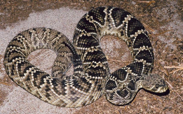  Crotalus adamanteus ID = 