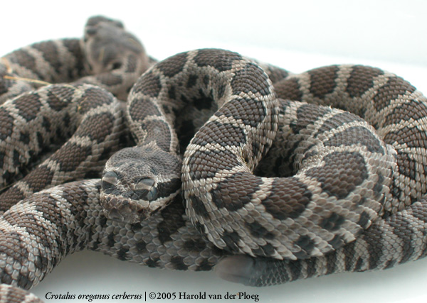  Crotalus oreganus cerberus ID = 