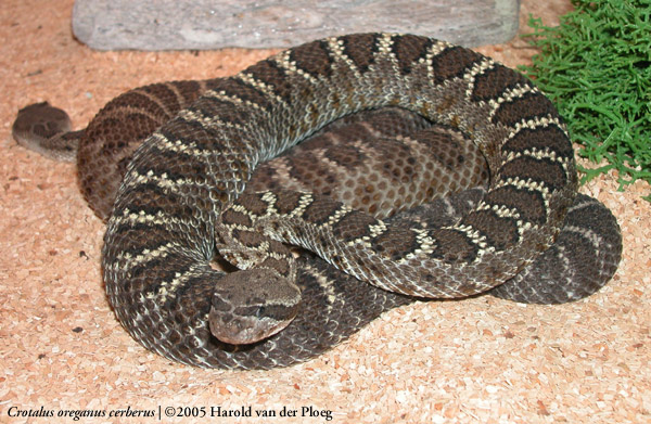  Crotalus oreganus cerberus ID = 