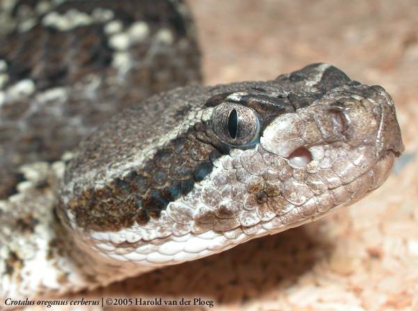  Crotalus oreganus cerberus ID = 