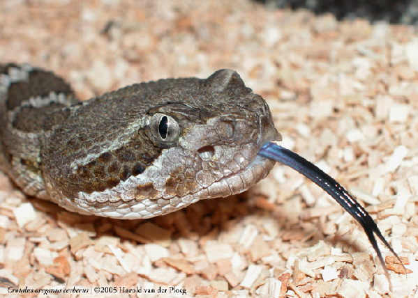  Crotalus oreganus cerberus ID = 