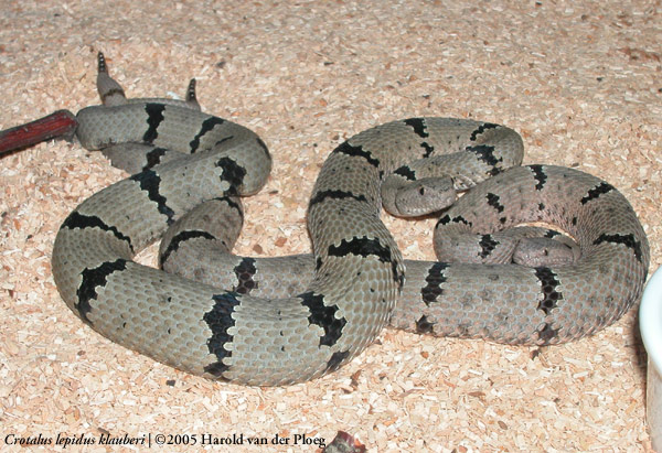  Crotalus lepidus klauber ID = 