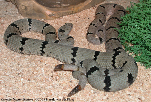  Crotalus lepidus klauberi ID = 