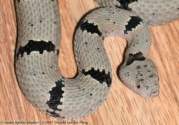  Crotalus lepidus klauber ID = 