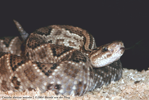  Crotalus durissus unicolor ID = 