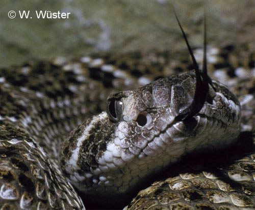  Crotalus atrox ID = 