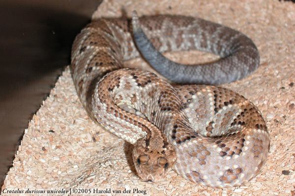  Crotalus durissus unicolor ID = 