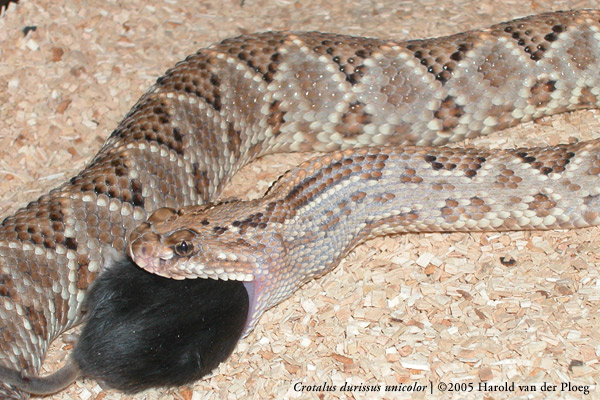  Crotalus durissus unicolor ID = 