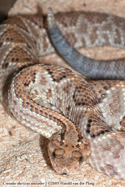  Crotalus durissus unicolor ID = 