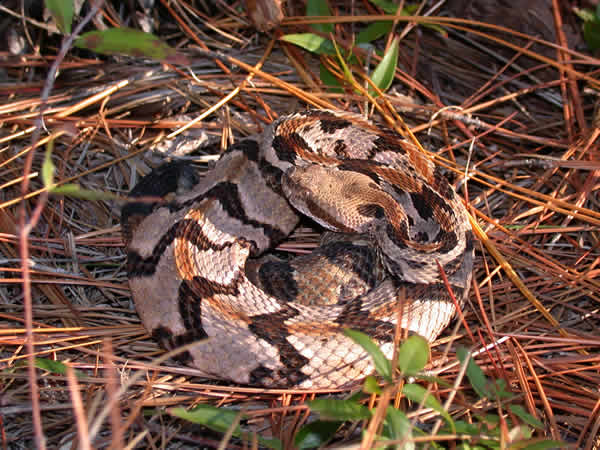  Crotalus horridus atricaudatus ID = 