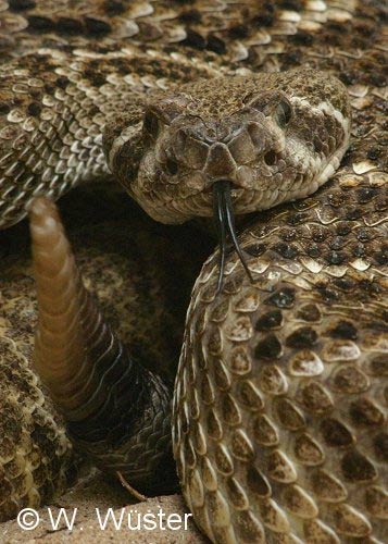  Crotalus atrox ID = 