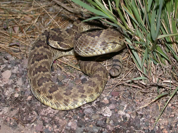  Crotalus scutulatus scutulatus ID = 