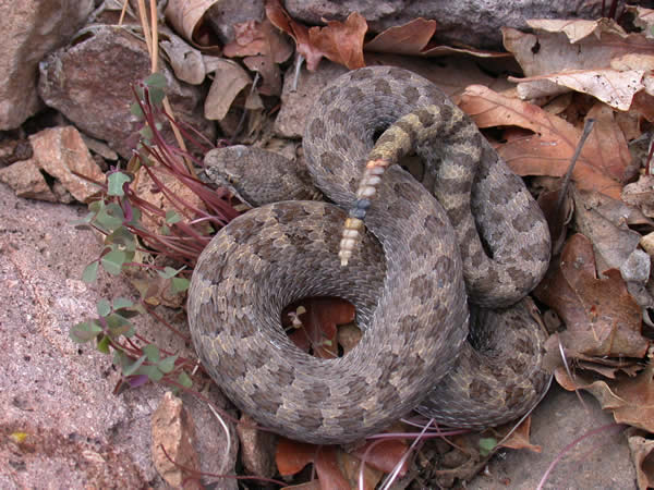  Crotalus pricei pricei ID = 