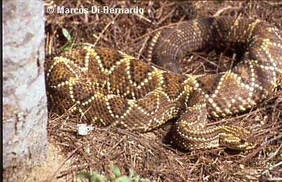  Crotalus durissus terrificus ID = 