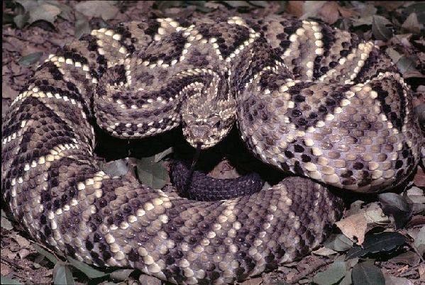  Crotalus durissus collilineatus ID = 