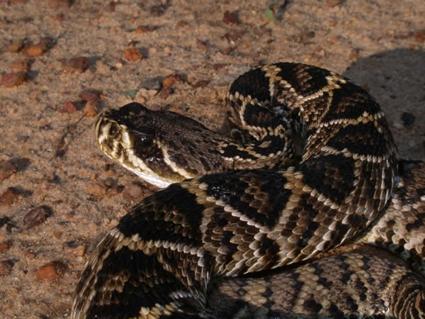  Crotalus adamanteus ID = 