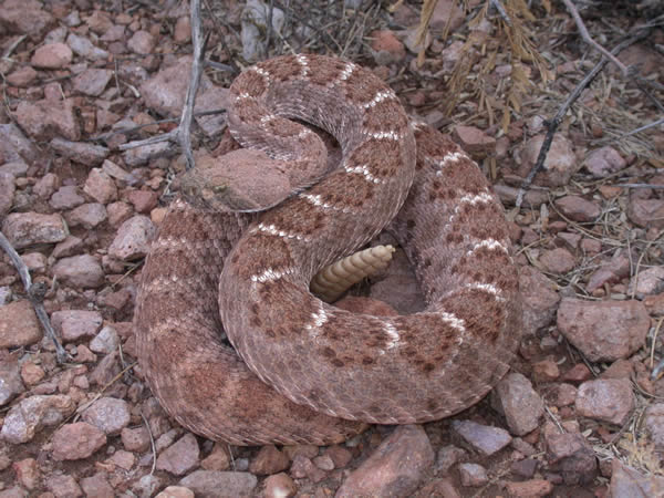  Crotalus atrox ID = 