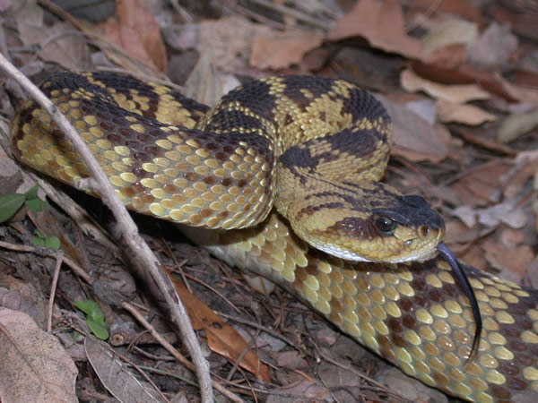  Crotalus molossus molossus ID = 