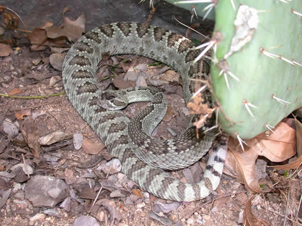  Crotalus scutulatus scutulatus ID = 