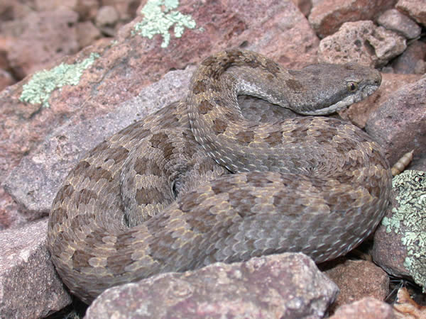  Crotalus pricei pricei ID = 