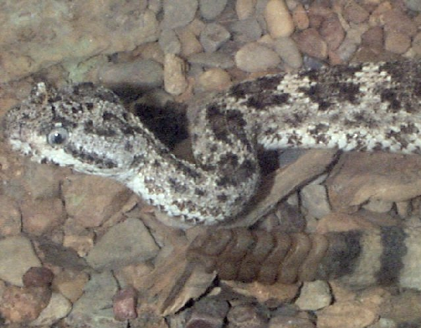  Crotalus mitchelli ID = 