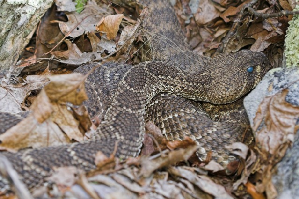  Crotalus atrox ID = 