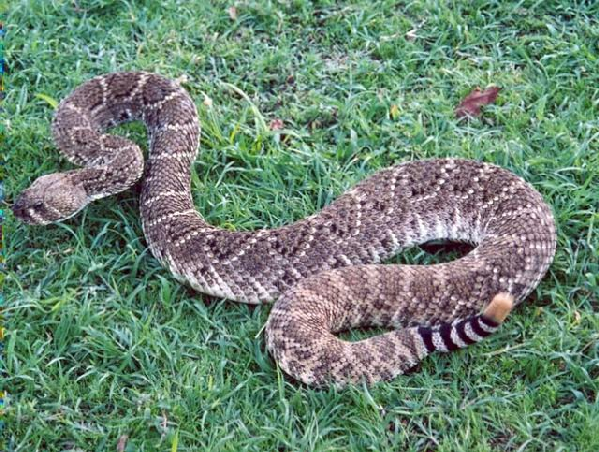  Crotalus atrox ID = 