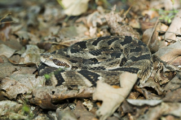  Crotalus horridus ID = 