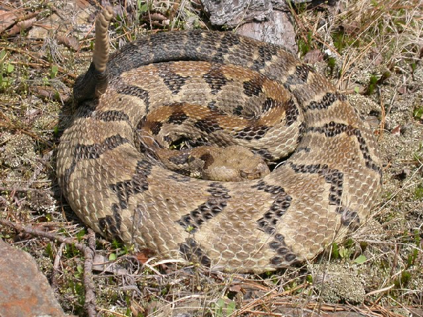  Crotalus horridus ID = 