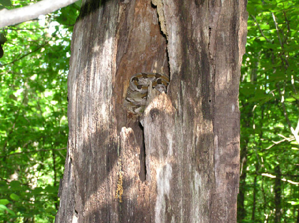  Crotalus horridus ID = 