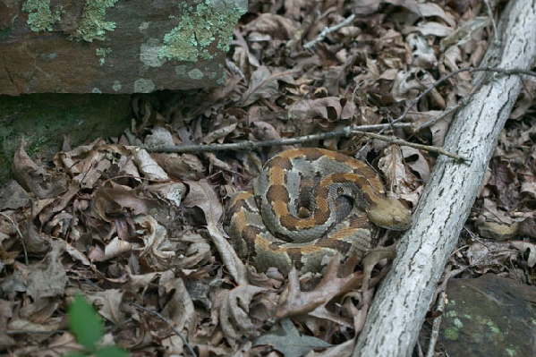  Crotalus horridus ID = 