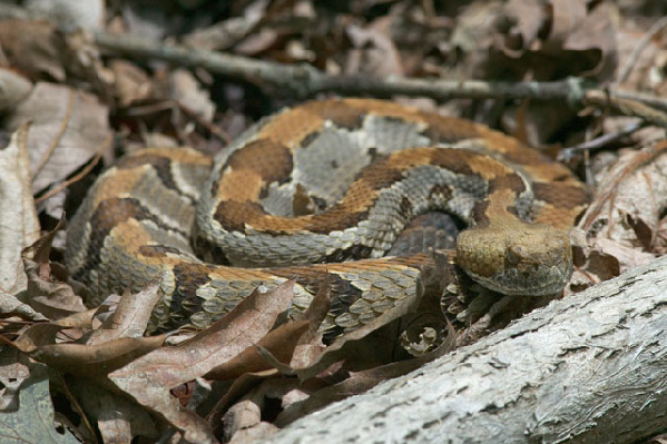  Crotalus horridus ID = 