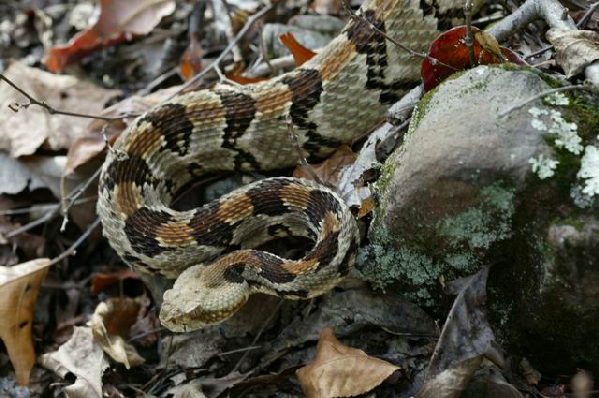  Crotalus horridus ID = 