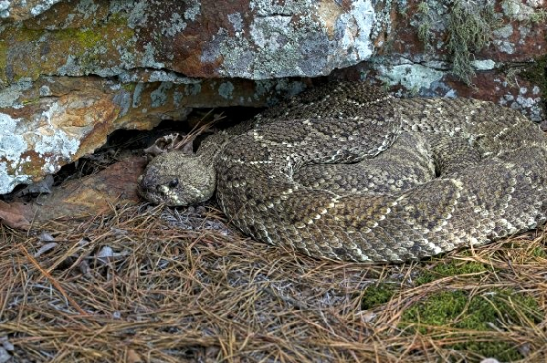  Crotalus atrox ID = 